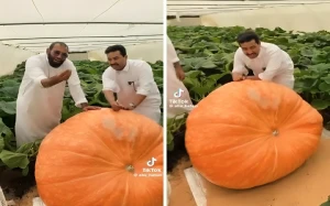 بالفيديو.. مزارع من القصيم يستعرض إنتاج أكبر حبة قرع في مزرعته.. ويعلق: تكلفة البذرة  1800 ريال