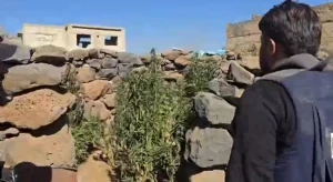 بالفيديو: قوات العشائر السورية تعثر على مزرعة حشيش ونبتة الماريجوانا داخل أحد المنازل في محافظة السويداء الدرزية