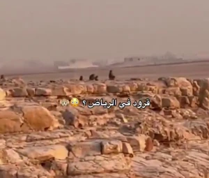 فيديو لانتشار قرود البابون في الرياض.. ومركز الحياة الفطرية يكشف سبب تواجدها وأول إجراء تجاهها