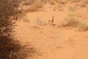 بالفيديو.. رصد ولادة مها عربي في محمية عروق بني معارض
