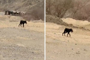 بالفيديو.. ظهور حيوان غريب في منطقة وادي فاطمة في مكة يثير جدلا واسعا