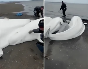 بالفيديو.. انجراف 5 حيتان بيضاء على شواطئ جزيرة كامتشاتكا بسبب زلزال روسيا المدمر