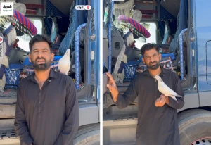 "خصص له مكان في الشاحنة ويريد تزويجه".. بالفيديو: قصة غريبة للحمامة "سلطان" لا يفارق سائق باكستاني وتتنقل معه بين مدن المملكة