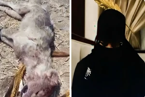 فتاة شمرية في العراق تقتل ذئبًا حاول افتراس شقيقها.. وشيخ القبيلة "الياور" يمتدح شجاعتها وبسالتها - فيديو