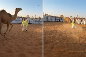 بالفيديو.. متسابق يشارك في فعالية طرح الحاشي ويتمكن من السيطرة عليه بعد محاولات فاشلة وسط تشجيع الجماهير