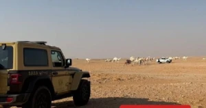 ضبط مواطن لارتكابه مخالفة رعي في محمية الإمام عبدالعزيز بن محمد الملكية.. والكشف عن العقوبة المتوقعة بحقه