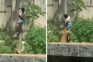 بالفيديو.. لبؤة تقتل شابا اقتحم حظيرتها في حديقة حيوان بالبرازيل