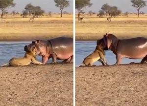مشهد نادر.. فيديو متداول ل"فرس النهر" يطبق فكيه  على رأس أسد ويهزه بقوة