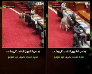 بالفيديو.. قناة "روسيا اليوم" تقع في فخ "الذكاء الاصطناعي" وتنشر فيديو لحمار يقتحم مجلس الشيوخ الباكستاني !