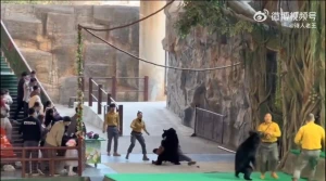 بالفيديو: دب أسود ينقضّ على حارسه ويحاول افتراسه خلال عرض مباشر  أمام الزوار