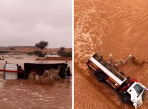 بالفيديو: انقلاب شاحنة تحمل إبل في سيول الطوقي شمال الرياض