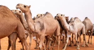 تغريم "تركي آل حثلين" 5 ملايين ريال وحرمانه من المشاركة في أي فعالية للإبل 5 سنوات.. والكشف عن المخالفة التي ارتكبها