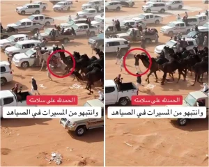 "سقط وكادت تدهسه سيارة".. بالفيديو.. شاب ينجو من الموت بعد سقوطه تحت أقدام الإبل في مهرجان الصياهد !