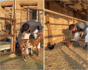 "ركب عربة يجرها الحمار".. بالفيديو .. "الزعاق" يقوم بأعمال ريفية ويجمع "بيض" الدواجن ويضع السماد للتربة !