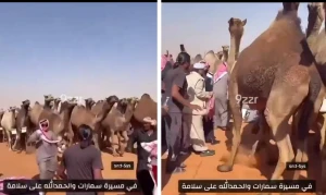 بالفيديو: لحظة تعثر شخص وسقوطه أسفل الإبل في مسيرة سمارات بالصياهد