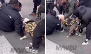 بالفيديو.. كلب يحاول افتراس «طفل» أثناء سيره مع والدته في شارع بنيويورك
