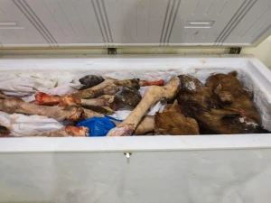 أمانة جدة : ضبط  4 أطنان من اللحوم الفاسدة شرق المحافظة .. ومصادرة معدات لتصنيع أثاث منزلي داخل موقع غير نظامي-صور