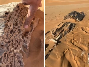 بالفيديو.. مواطن يوثّق العثور على أشجار صنوبر متحجرة في الربع الخالي قبل 50 مليون سنة