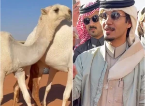 بالفيديو.. رجل أعمال ومالك منقية السلطة  يعرض شراء قعود  بـ 8 ملايين ريال