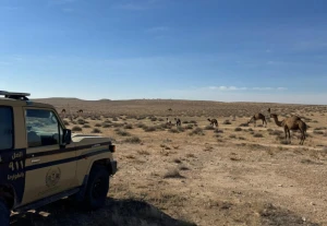 ضبط مواطن لارتكابه مخالفة رعي في محمية الملك عبدالعزيز الملكية.. والكشف عن العقوبة المتوقعة بحقه