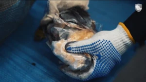 بالفيديو.. تفاصيل إحباط تهريب أكثر من 4.7 مليون حبة من  الكبتاجون في ميناء جدة الإسلامي.. والقبض مستقبِلها داخل المملكة