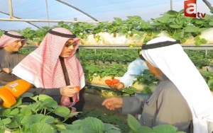 بالفيديو ..  مزارع كويتي  لـ"فهد اليوسف": هذه أكبر مزرعة فراولة في الشرق الأوسط .. يأتون من الطائف والسعودية ليتعلموا منّا