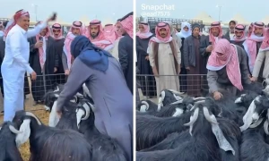 بالفيديو : أسعار التيوس تشعل الجدل في القصيم بعد تداول مقطع بيعها