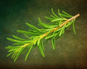 علماء يكشفون عن دراسة حديثة حول استنشاق "عشبة" يقوي الذاكرة بنسبة تصل إلى 75%