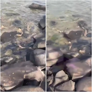 بالفيديو.. عدد صادم لأسماك القرش بالقرب من نافورة جدة