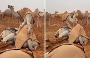 بالفيديو.. نفوق عدد من الإبل بعد صاعقة رعدية مفاجئة.. وناقة تحاول مساعدة أمها