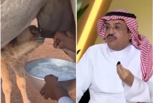 «النمر» يكشف المميزات الغذائية لحليب الإبل ويقارنه بحليب البقر