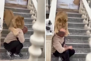 رغم تربيته في المنزل منذ صغره.. بالفيديو.. لحظة هجوم أسد على رجل وغرس أنيابه في رقبته ومحاولة قتله