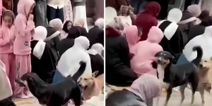 بالفيديو: كلاب تتجول بين صفوف النساء أثناء صلاة العيد في شارع بالزقازيق وتثير الضحك!