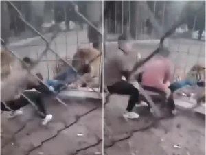 بالفيديو.. نمر يسحب قدم طفل من فتحات قفص حديدي ويحاول افتراسه داخل حديقة ببغداد