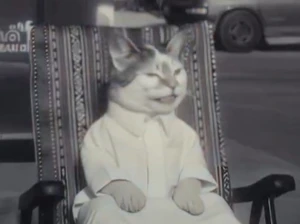 إجراء عاجل من "تنظيم الإعلام" تجاه بودكاست "قطو الشوارع"