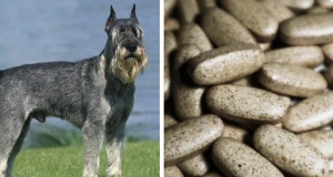 شركة أمريكية تطور حبة لإطالة عمر الكلاب وتخطط طرحها في الأسواق عام 2027