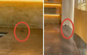 بالفيديو.. فأر يتجول داخل متجر معجنات شهير  في باريس