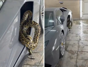 بالفيديو.. مواطن يُفاجأ بثعبان ضخم مختبئ  في منزله داخل سيارته main