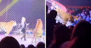 بالفيديو.. لحظة هروب نمر واقتحامه منطقة مقاعد المتفرجين أثناء عرض داخل سيرك