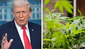 ترامب يخفف اللوائح على الماريجوانا الطبية ويعيد تصنيفها كمخدر من الجدول الثالث