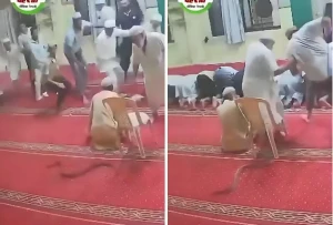 بالفيديو.. أفعى ضخمة تتسلل بين أقدام المصلين داخل مسجد وتثير فزعهم أثناء الصلاة