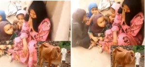 بالفيديو.. انهيار امرأة يمنية ودخولها في نوبة بكاء بعدما صادرت ميلشيا الحوثي "بقرتها"  في تعز