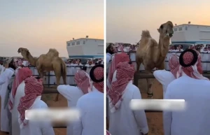 بالفيديو.. السوم على بعير يصل ل 7 ملايين ريال ومالكه يرفض البيع