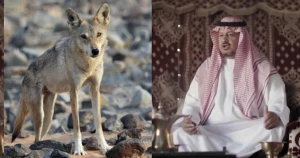 بالفيديو.. مواطن يروي قصة جده "مكازي بن دغيم " الذي أطعم ذئب  على شاة وعرف ب"معشي الذيب" ليصبح رمزا للكرم في حائل!