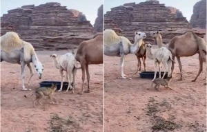 بالفيديو: ذئب يحاول افتراس قعود  وسط قطيع من الإبل في الصحراء