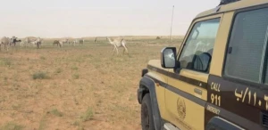 ضبط مواطن لارتكابه مخالفة رعي بمحمية الإمام عبدالعزيز بن محمد.. والكشف عن العقوبة المتوقعة بحقه