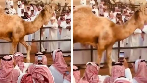 بالفيديو.. السوم على جمل يصل إلى 4 ملايين و800 ألف ريال