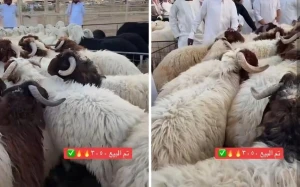 بالفيديو.. مزاد على خروف نعيمي بأكثر من 3 آلاف ريال