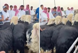 بالفيديو: مزاد علني على الخراف النجدية يوثق ارتفاعًا لافتًا في الأسعار