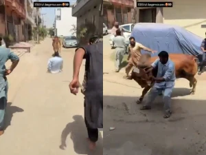 فيديو لثور يسحل صاحبه الباكستاني ويجره على الأرض بالحبل